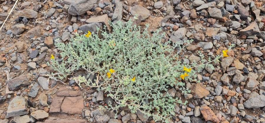 Lotus callis-viridis — search result for 'Lotus'