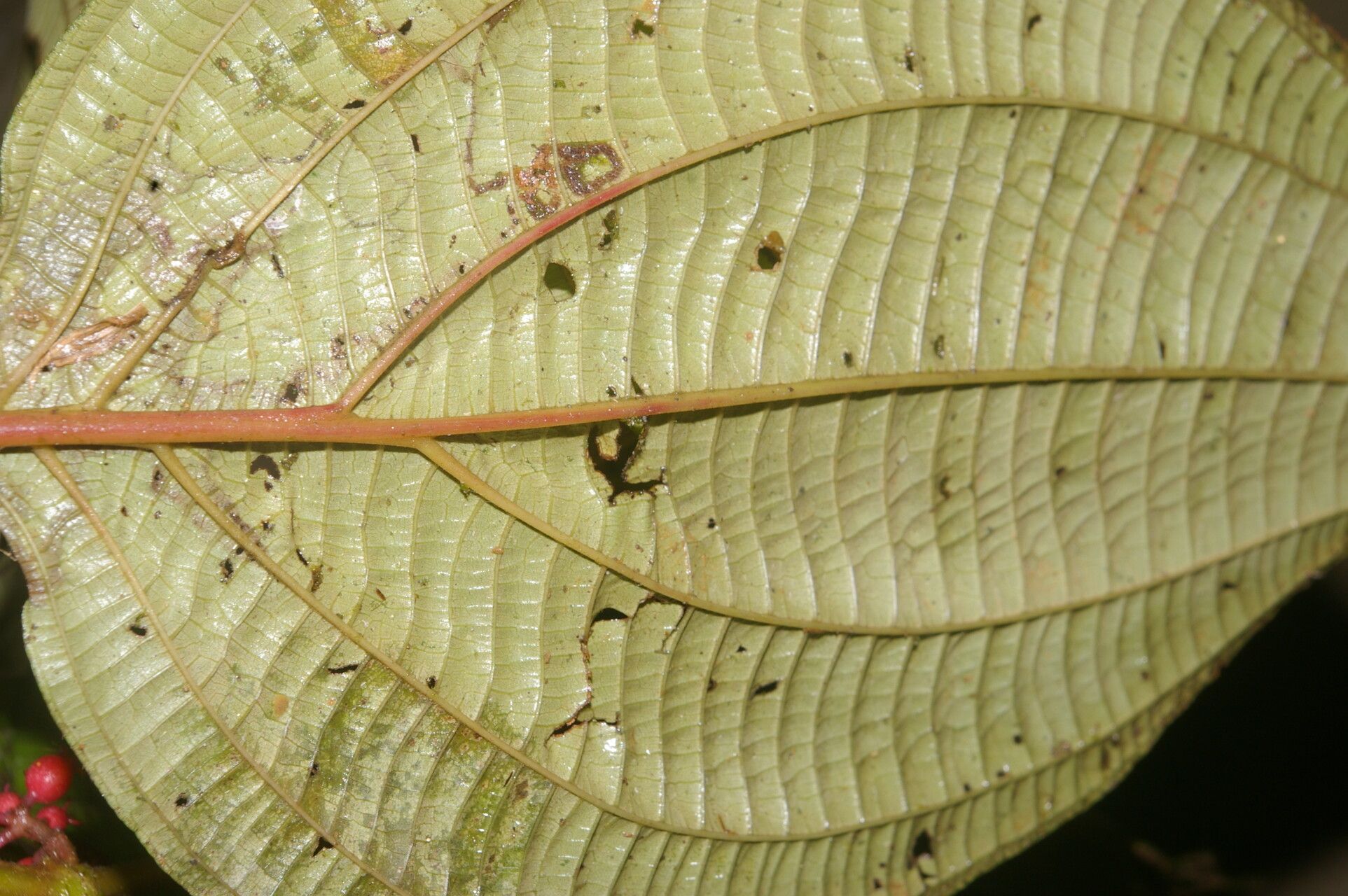 Clidemia septuplinervia — search result for 'Clidemia'