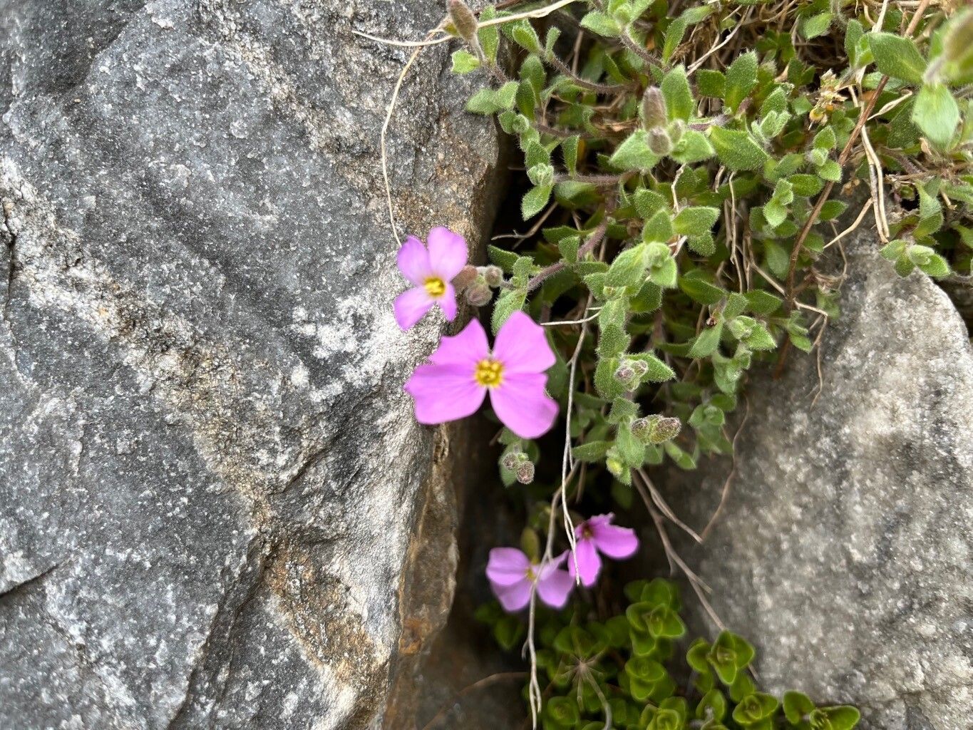 Aubrieta olympica flower