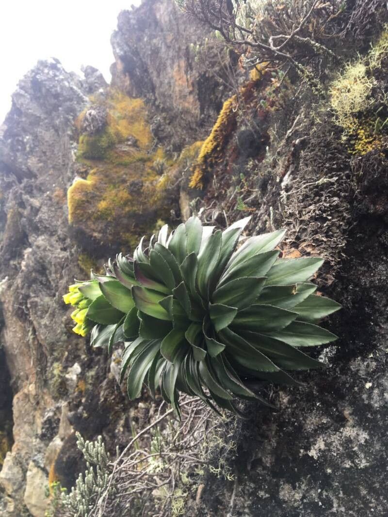 Draba bellardii — related species from the same genus