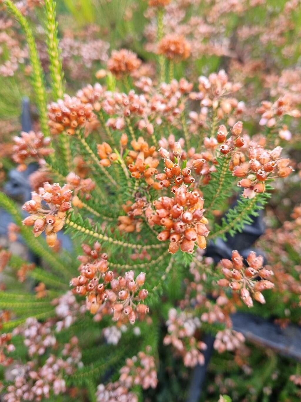Erica terminalis habit