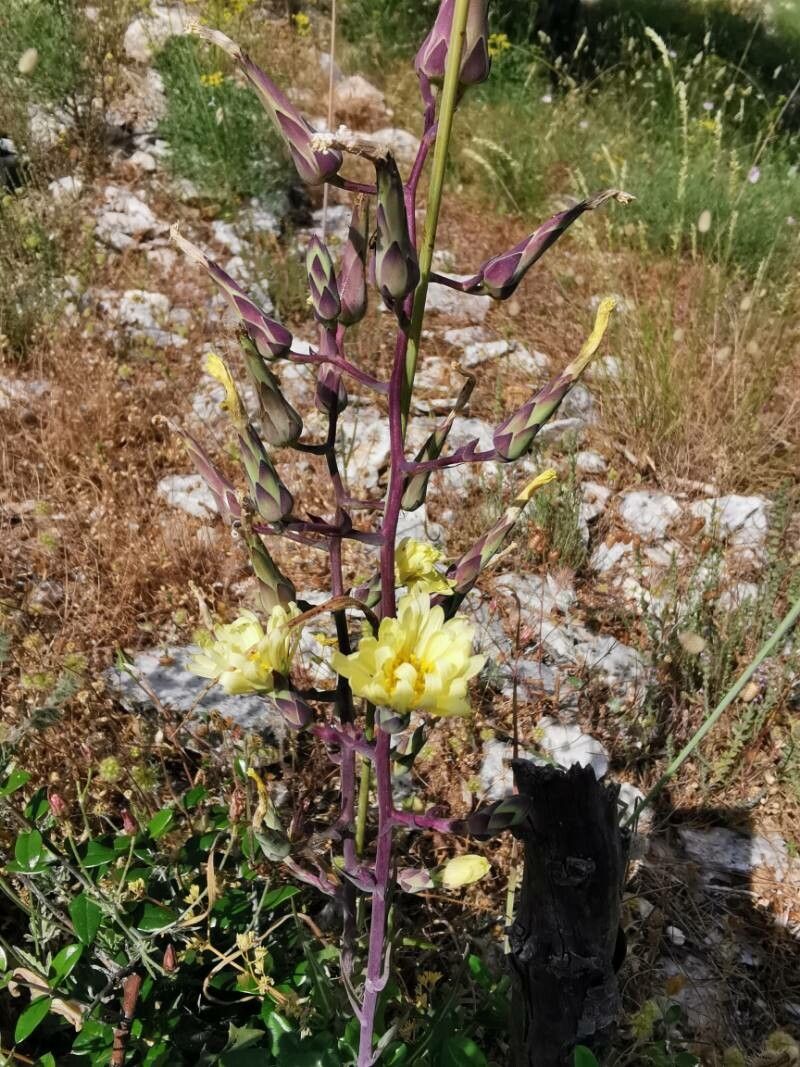 Lactuca tuberosa fruit