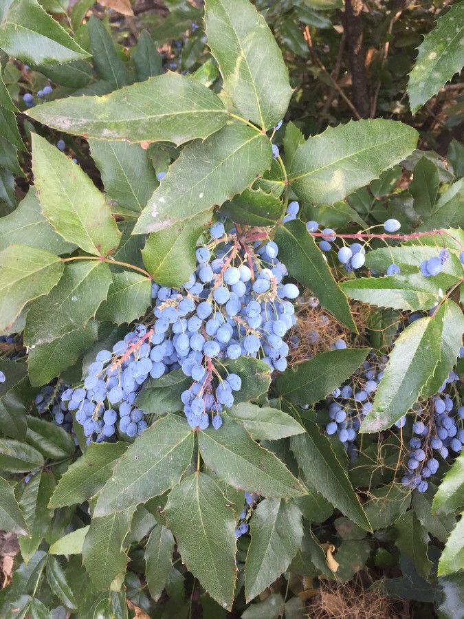 Mahonia aquifolium fruit