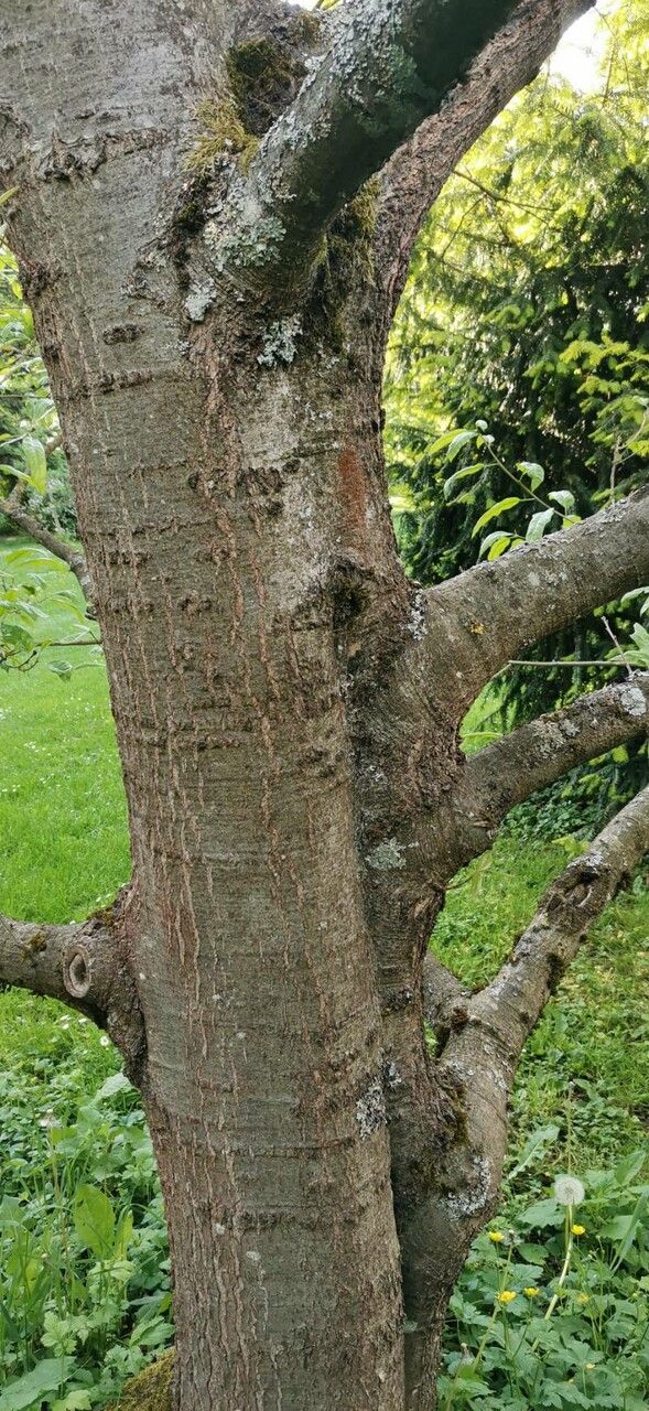 Quercus × leana bark