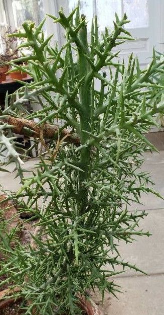 Euphorbia stenoclada habit