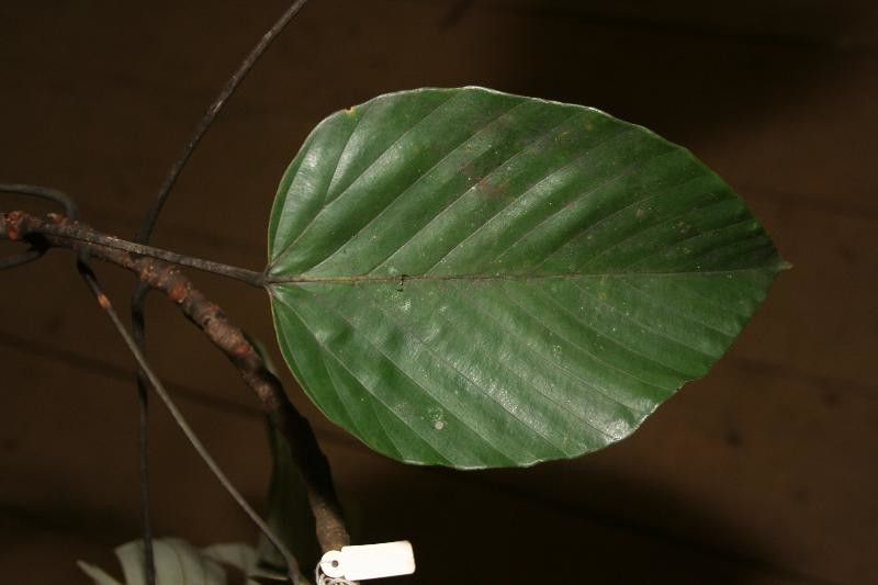 Pourouma melinonii — houseplant care guide