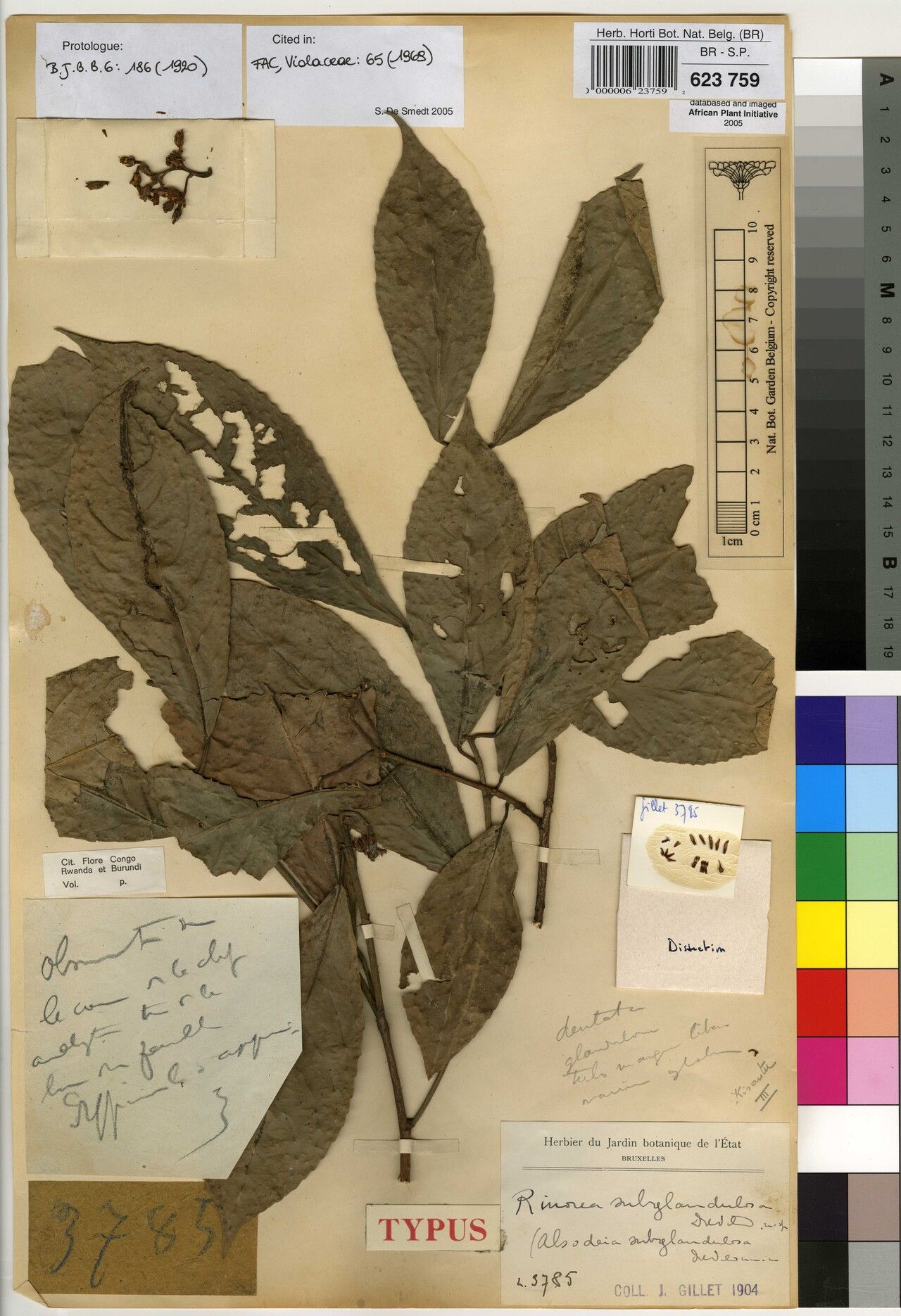 Rinorea subglandulosa — houseplant care guide