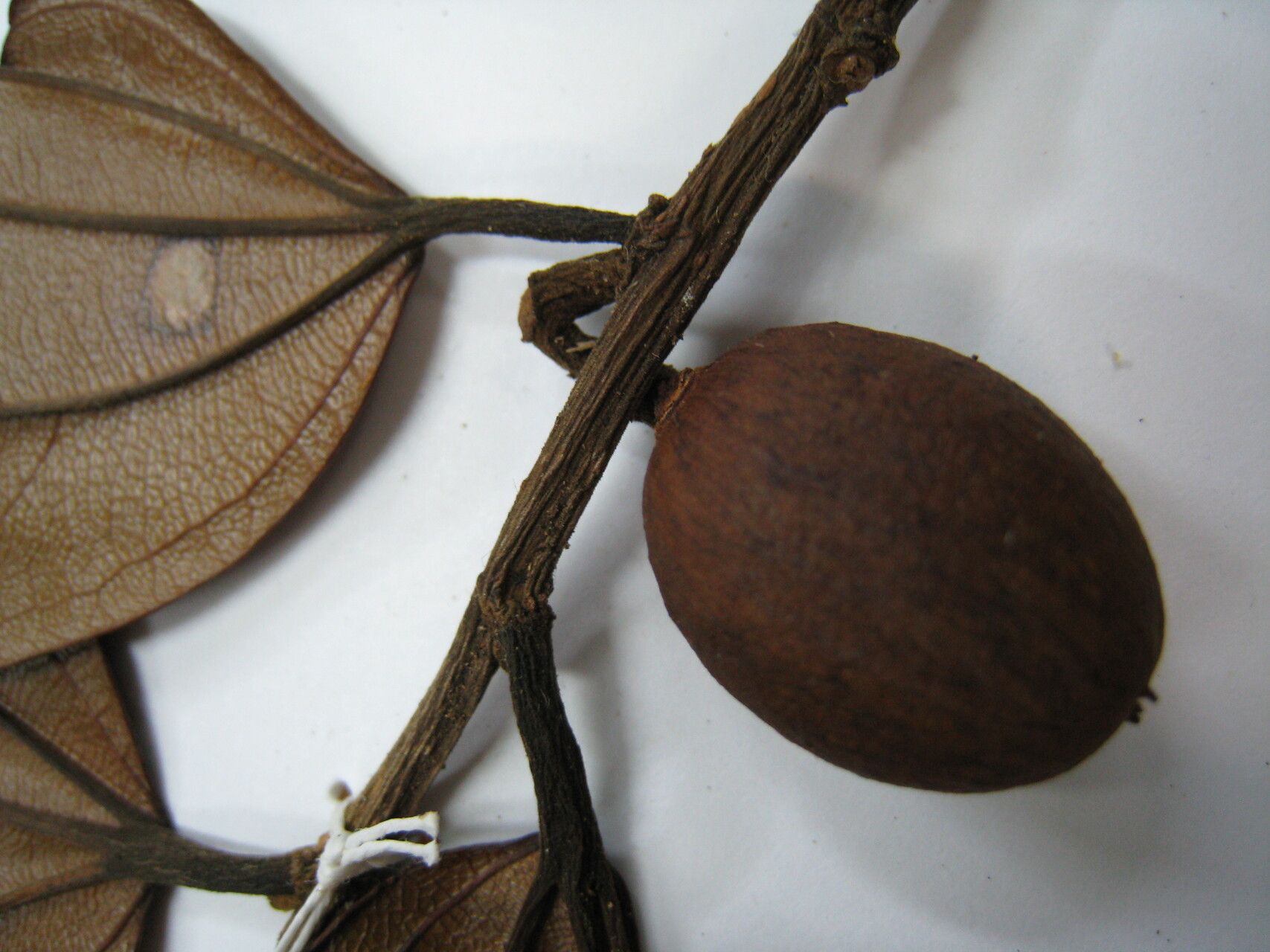 Sarcomphalus cinnamomum — search result for 'Cinnamomum'