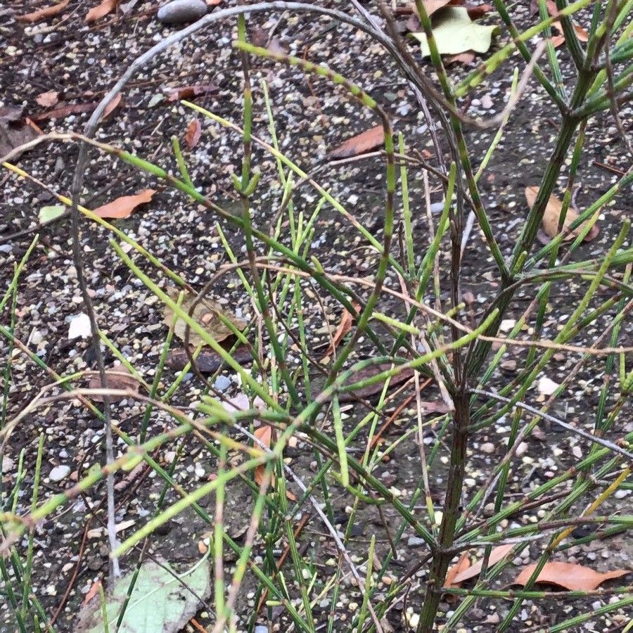 Allocasuarina verticillata — search result for 'Citric'