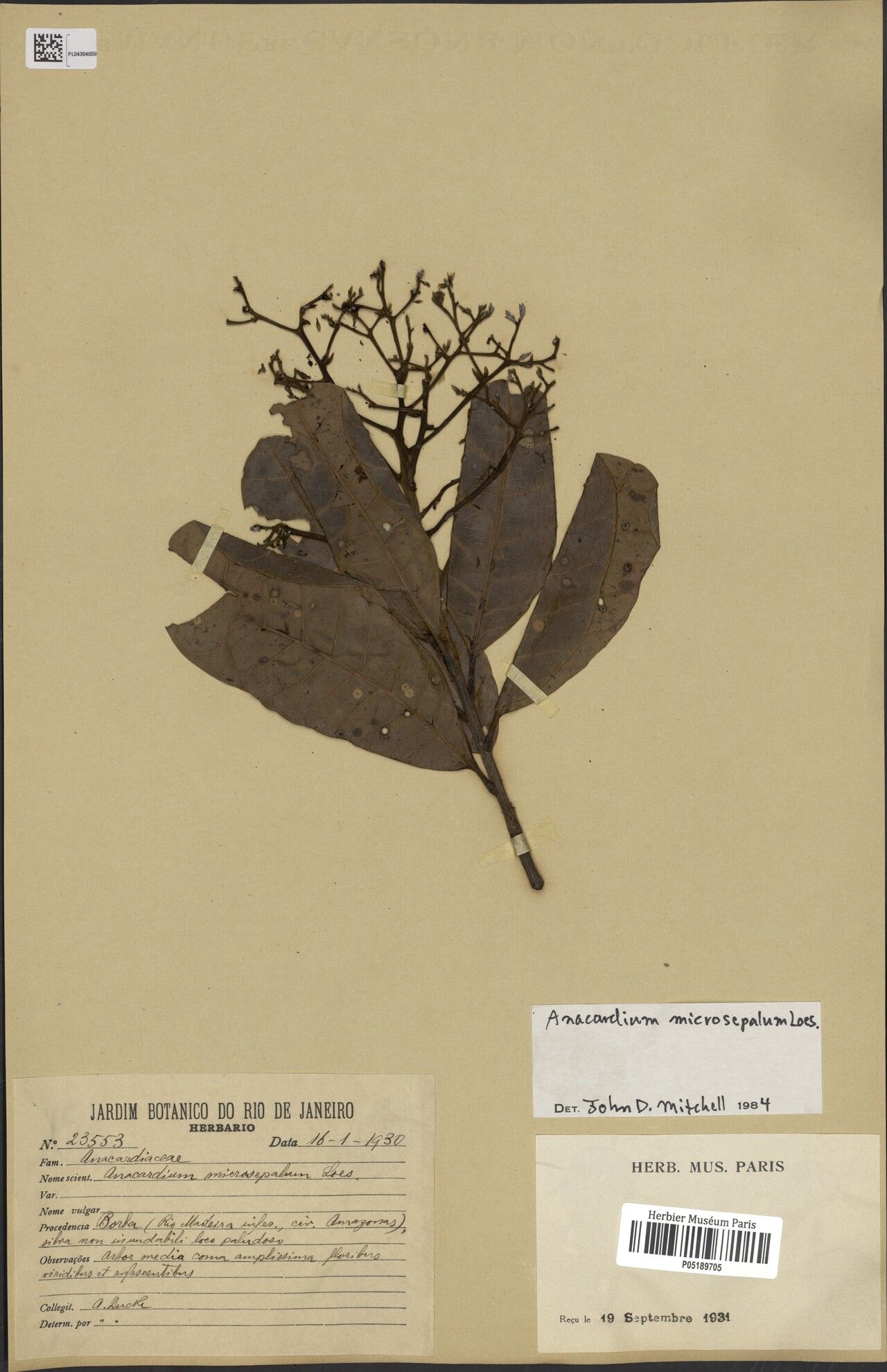 Anacardium microsepalum leaf