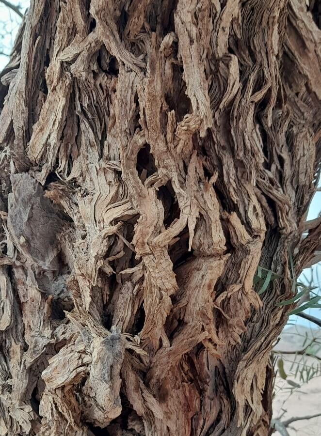 Prosopis chilensis bark