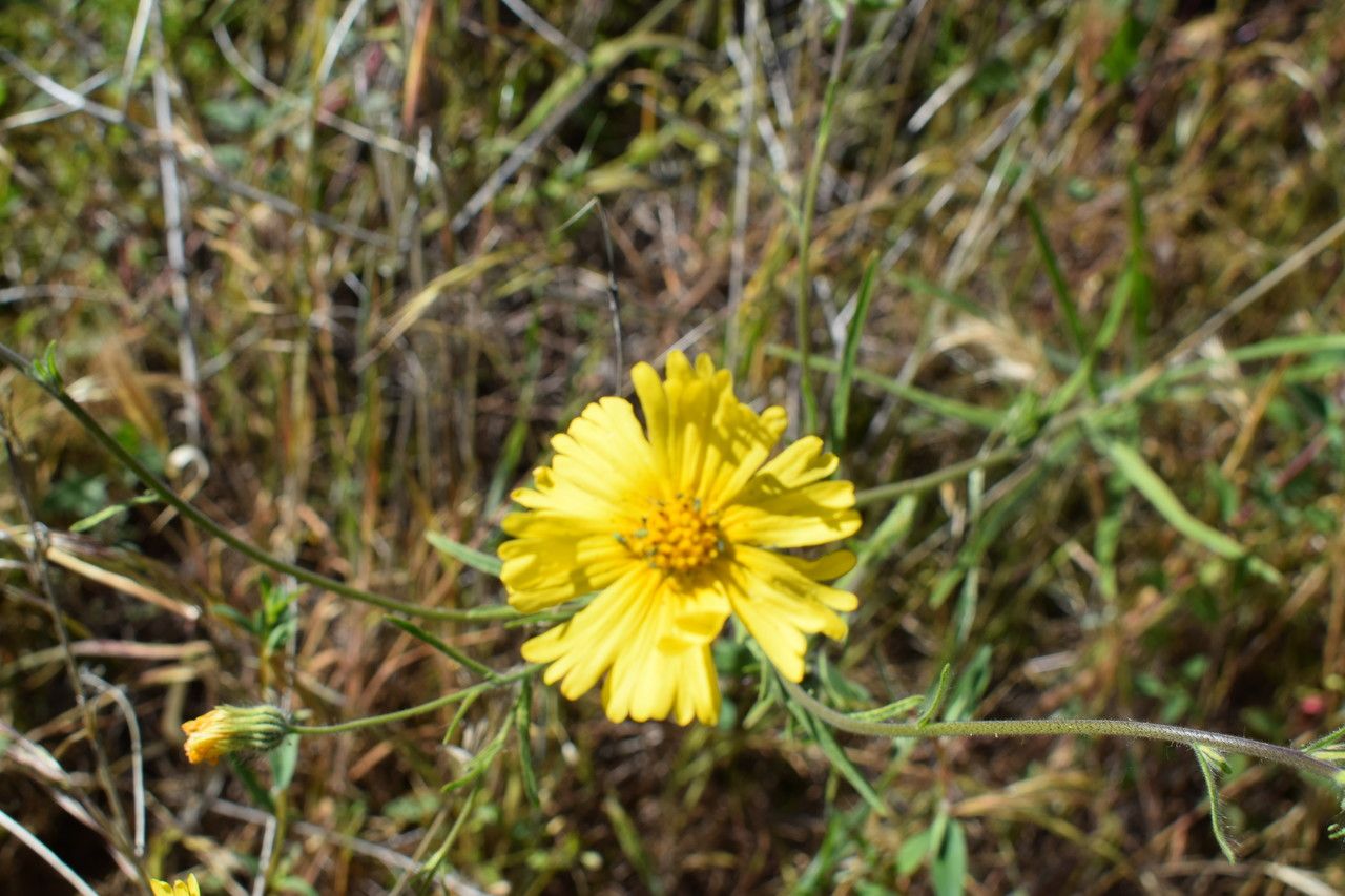 Madia elegans flower