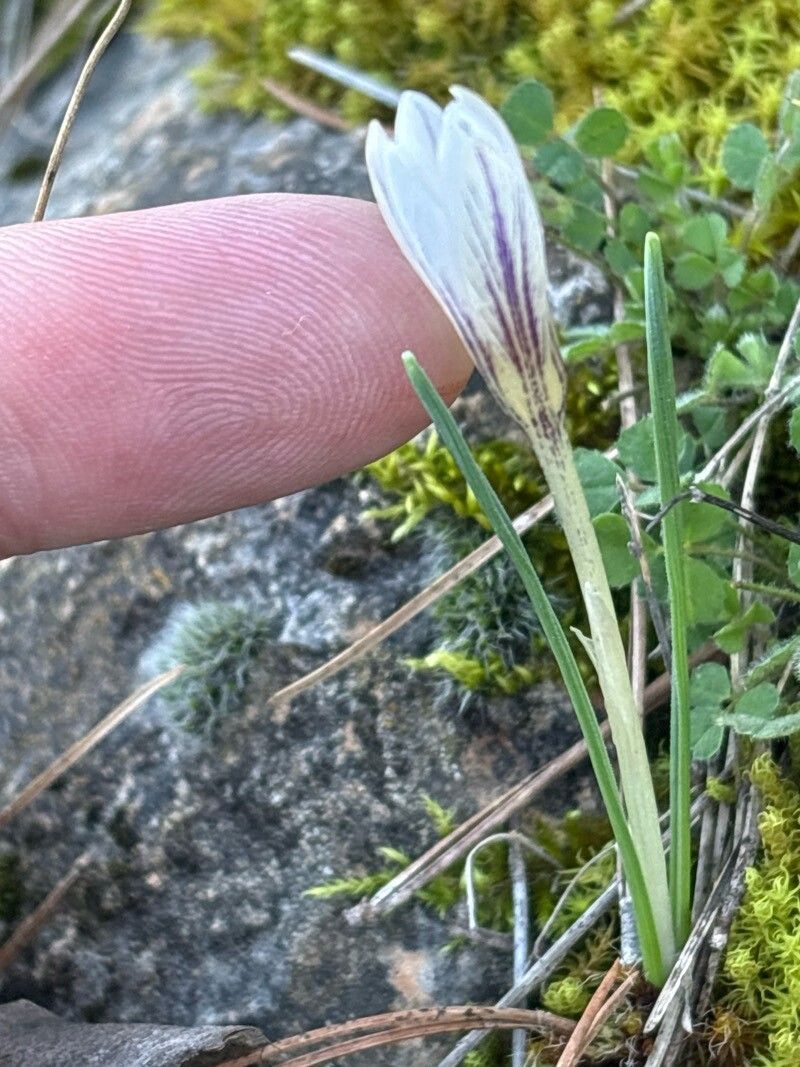 Crocus nevadensis habit