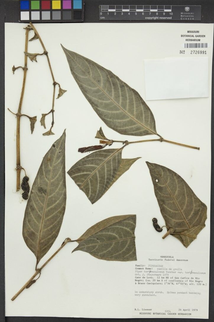 Piper tortivenulosum — houseplant care guide