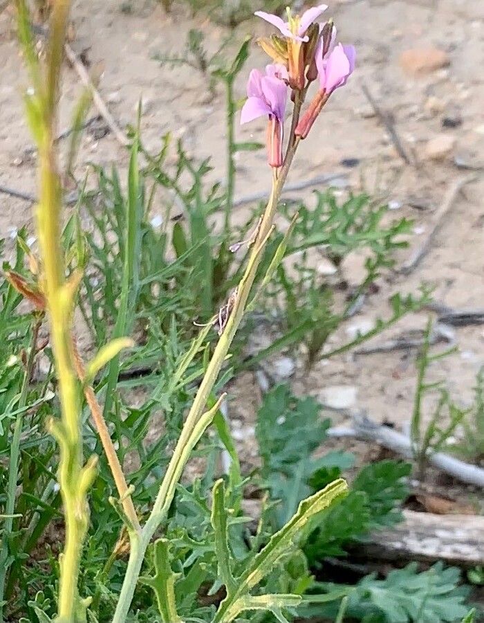 Erucaria hispanica fruit