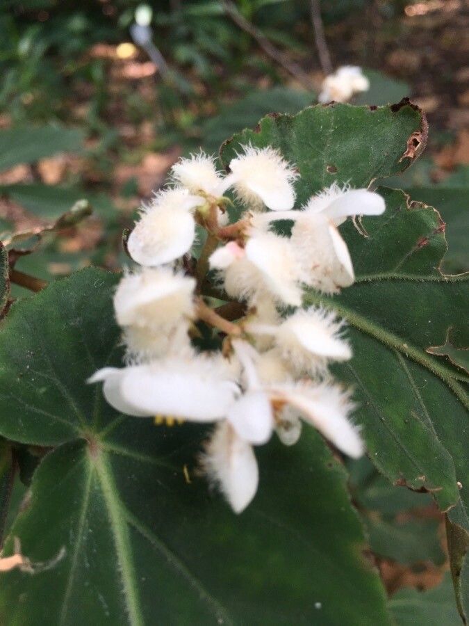 Begonia juliana flower