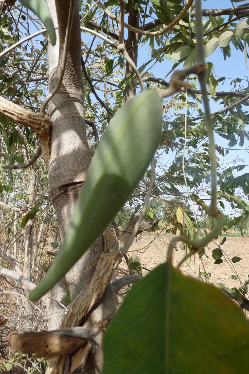 Gymnema sylvestre bark