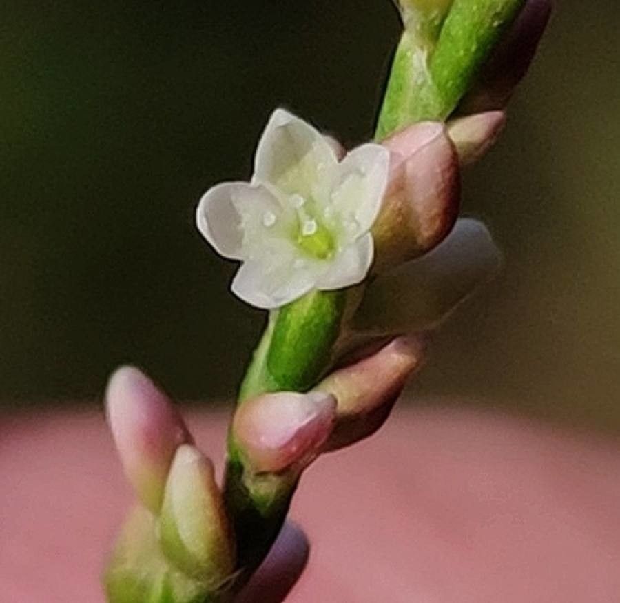 Persicaria mitis flower