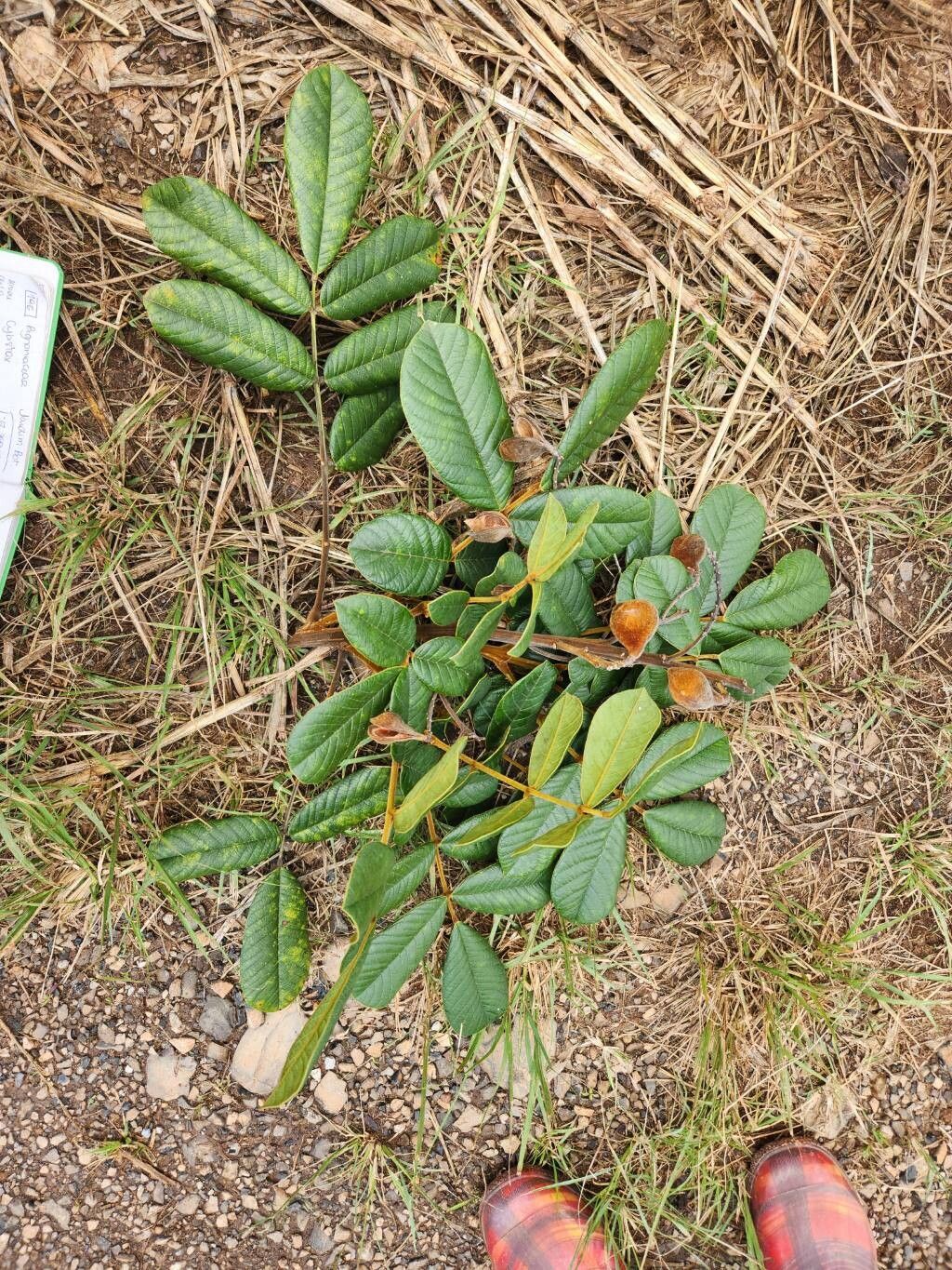 Ormosia fastigiata — houseplant care guide