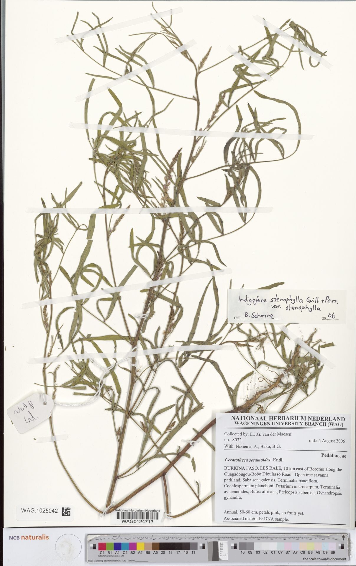 Indigofera stenophylla — search result for 'Indigofera'