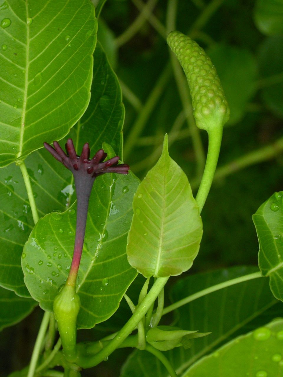 Hura crepitans flower