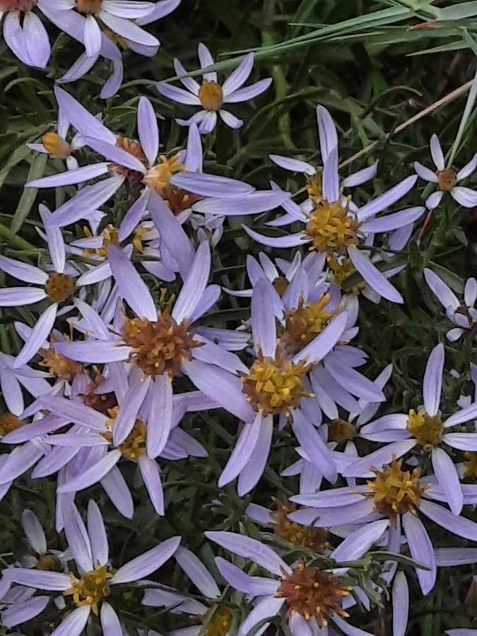 Galatella sedifolia flower