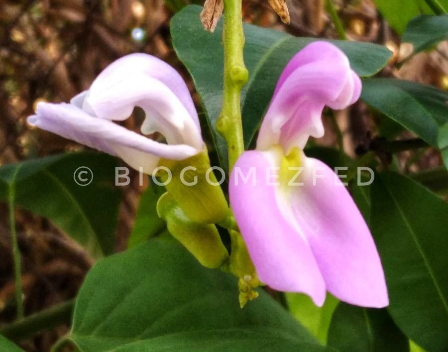 Canavalia gladiata flower