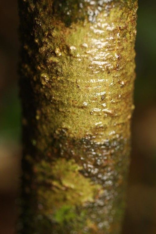 Psychotria platypoda bark