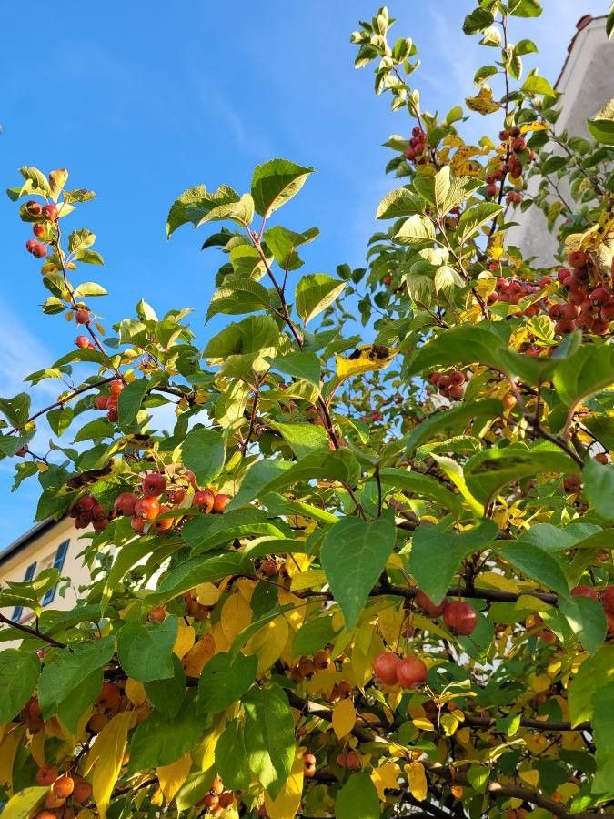 Malus spp. — search result for 'Malus'