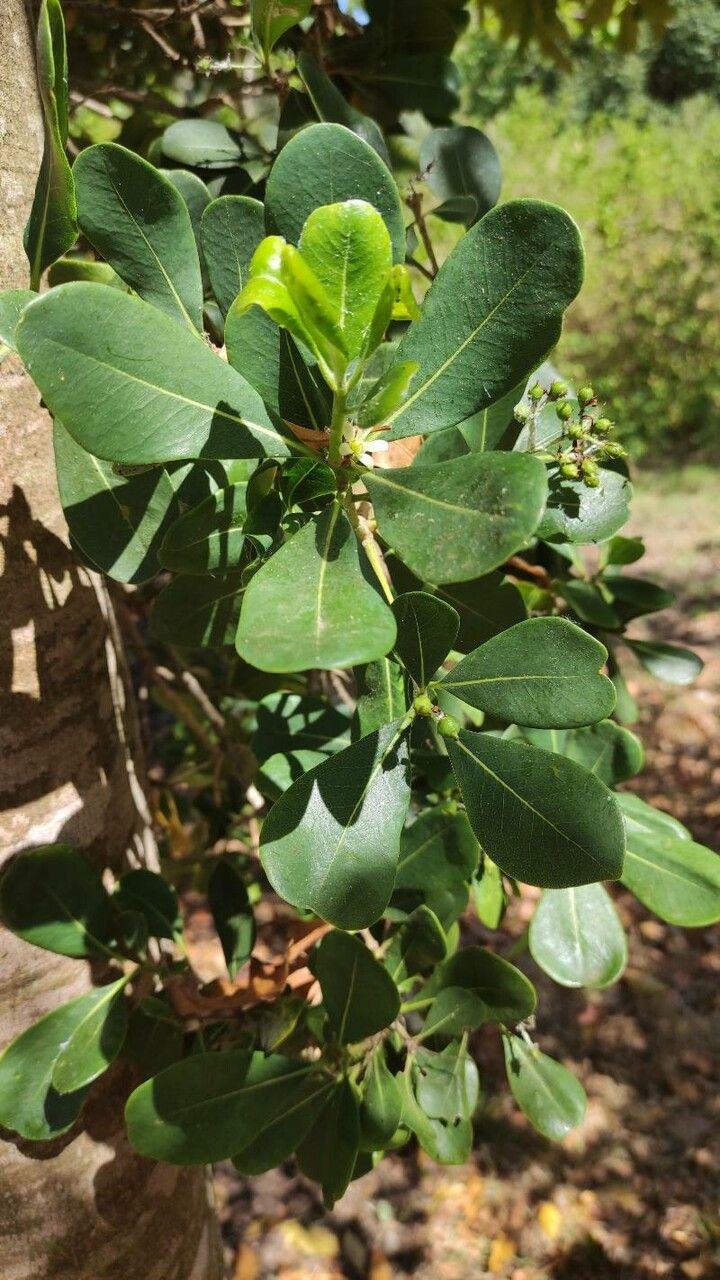 Pittosporum viridiflorum leaf