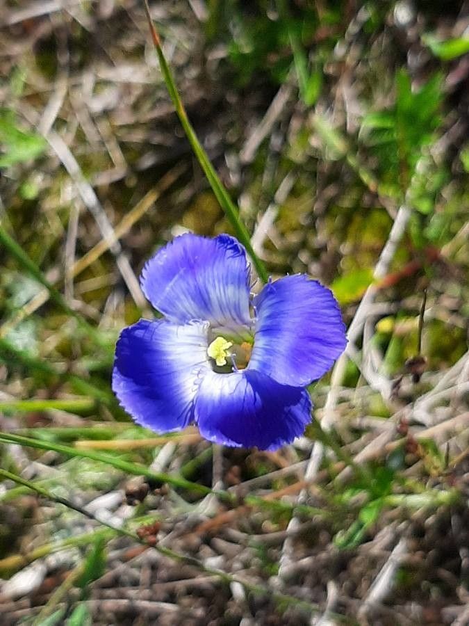 Gentianopsis virgata — houseplant care guide