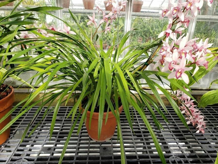 Cymbidium erythrostylum habit