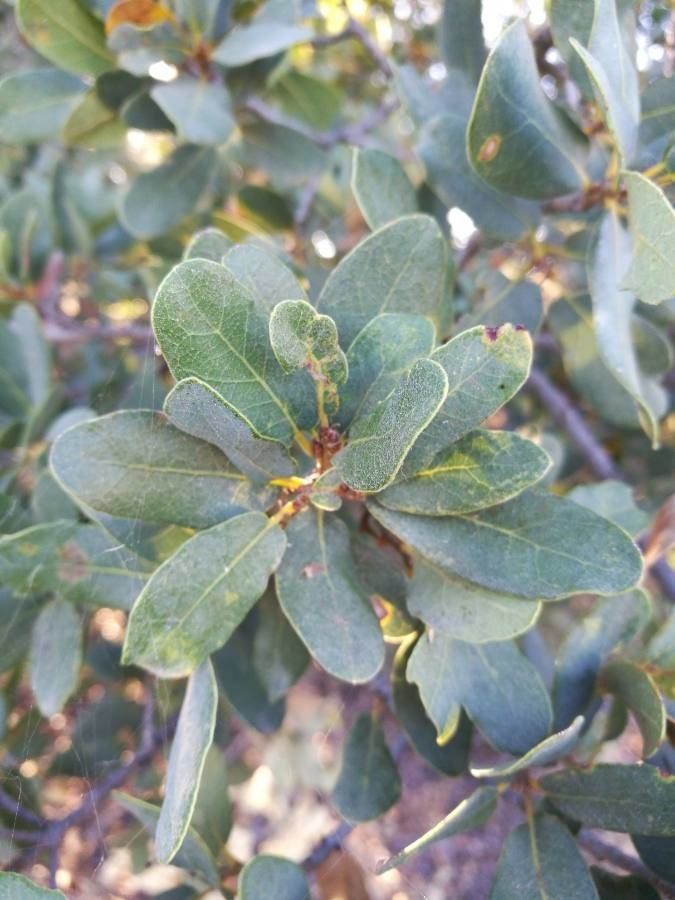 Quercus engelmannii leaf