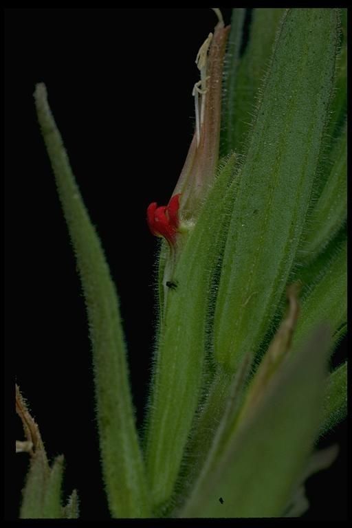 Castilleja minor bark