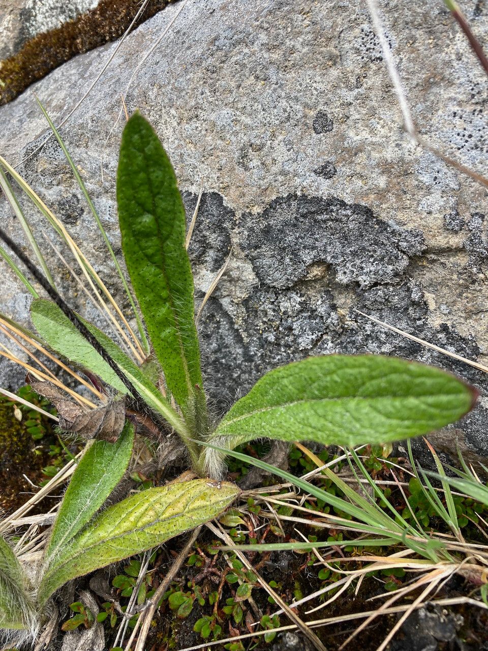 Hieracium avilae leaf