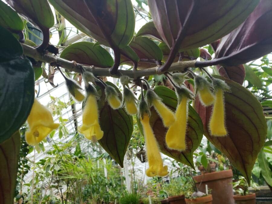 Nematanthus fluminensis flower