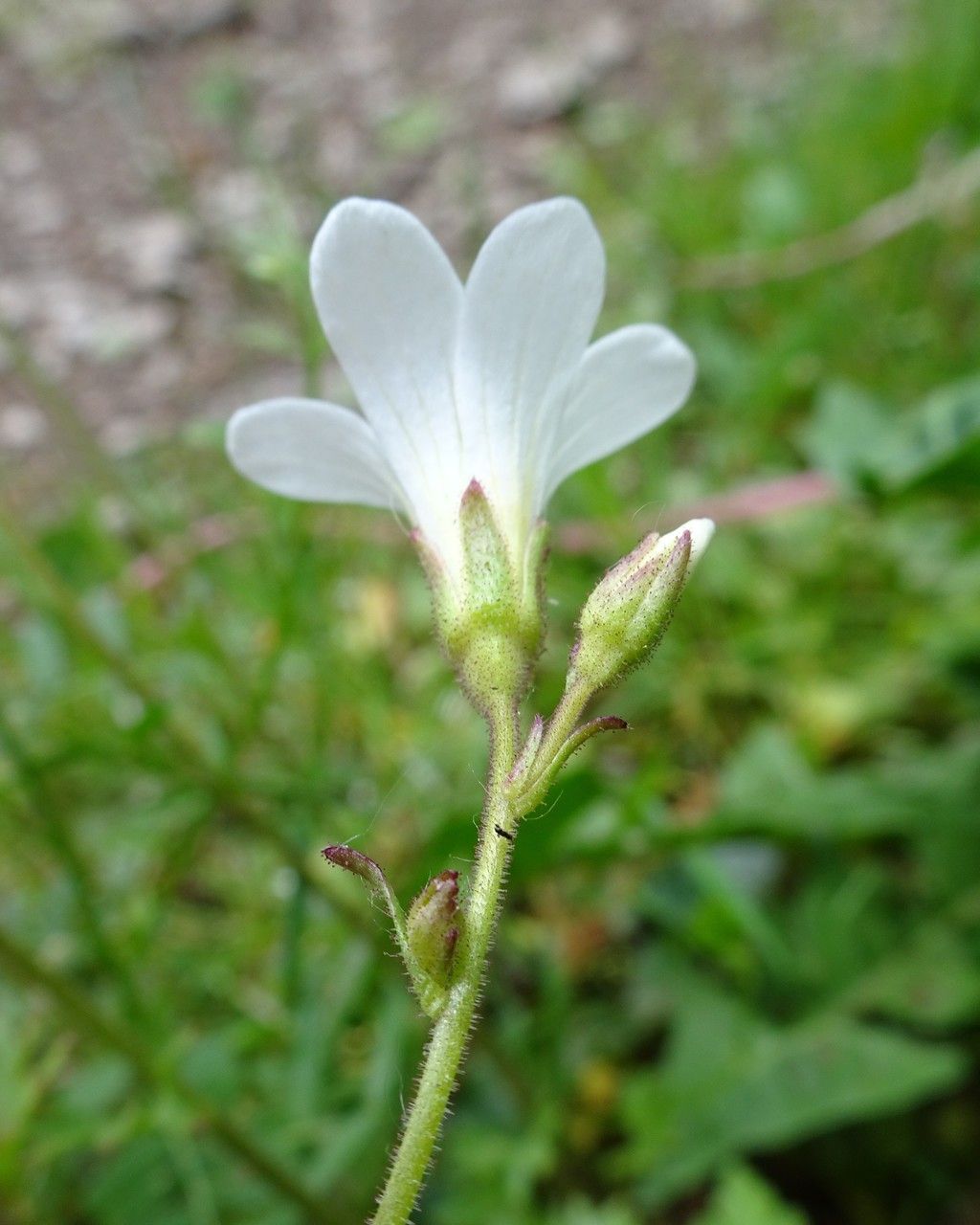 Saxifraga granulata flower