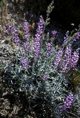 Lupinus ludovicianus habit