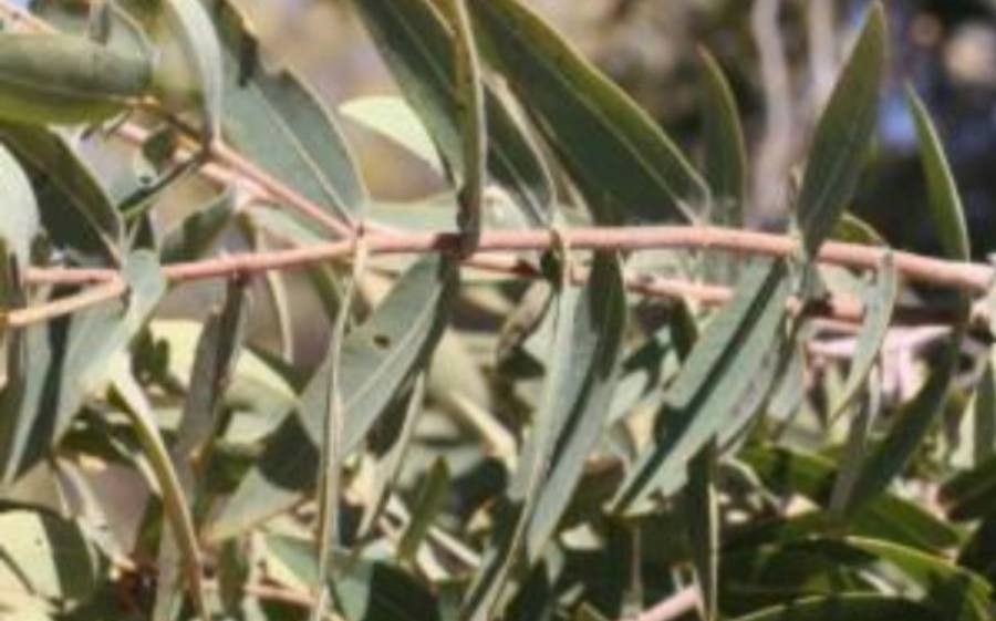 Angophora melanoxylon — houseplant care guide