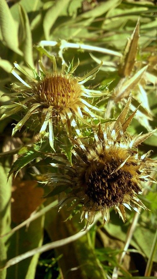 Carlina hispanica fruit