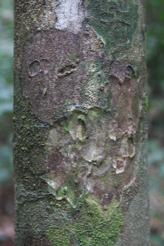 Rinorea pectino-squamata bark