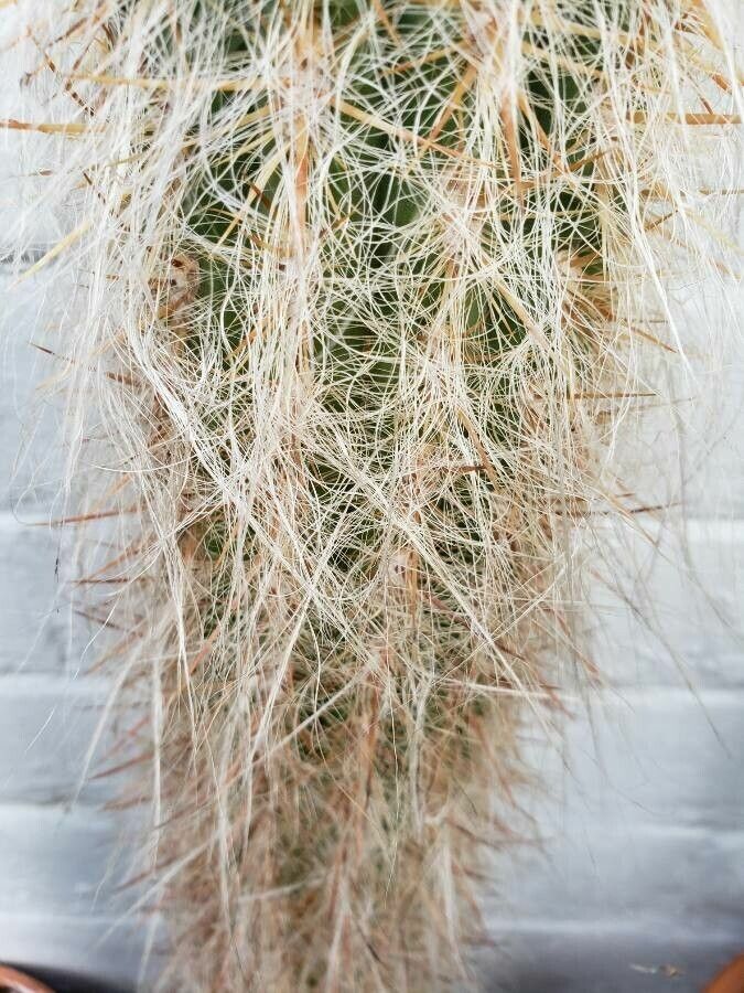 Oreocereus celsianus — related species from the same genus