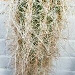 Oreocereus celsianus