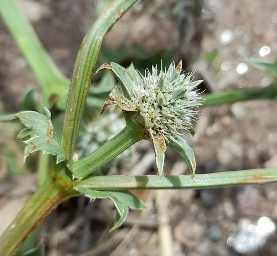 Eryngium nudicaule flower