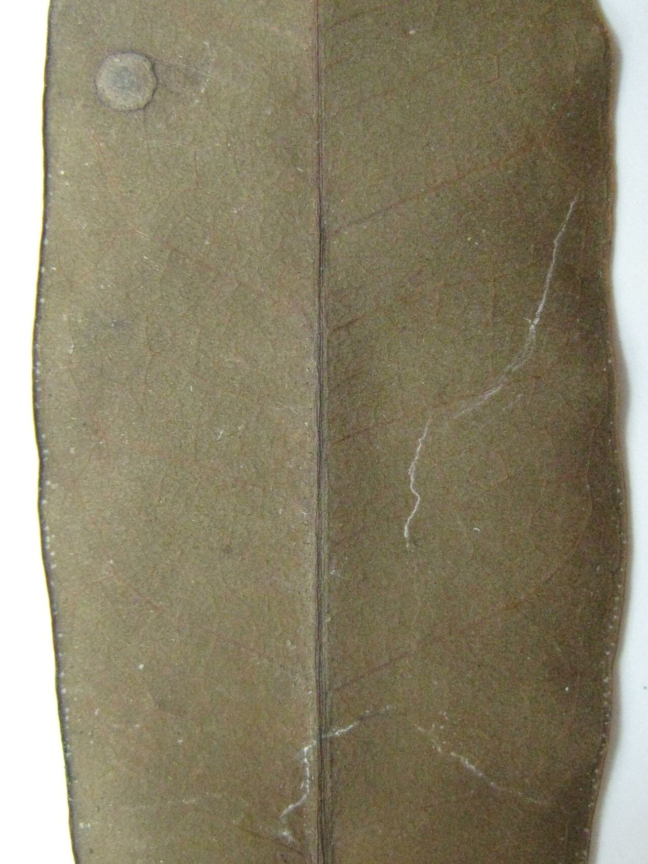 Ocotea ceanothifolia other