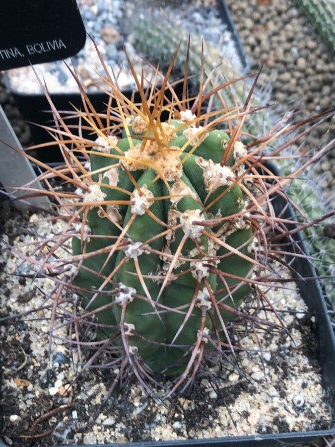 Echinopsis terscheckii leaf