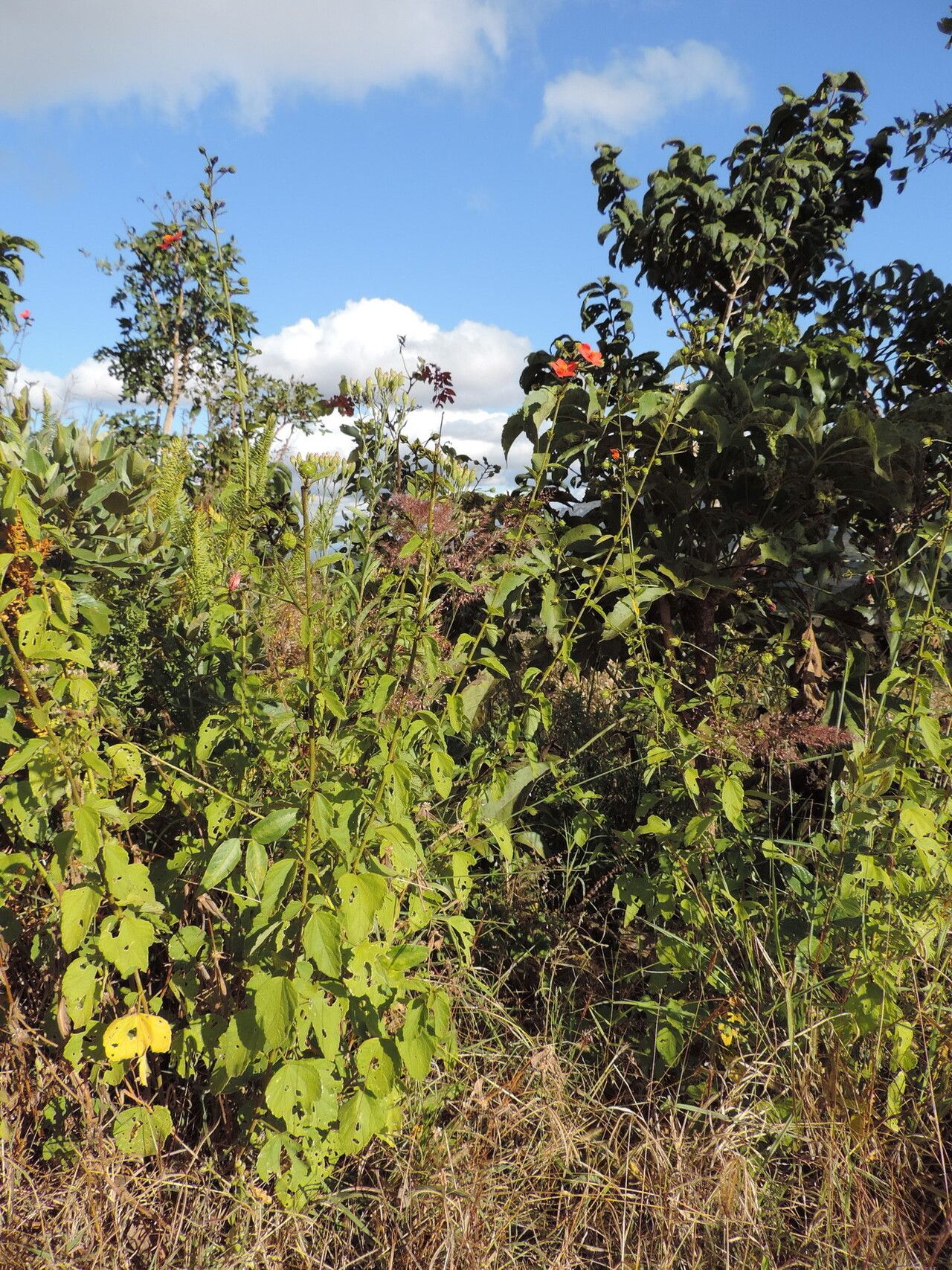 Hibiscus shirensis habit