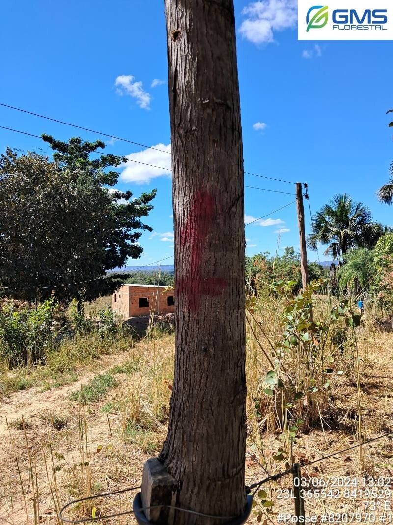 Terminalia glabrescens bark