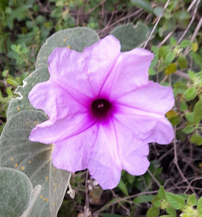 Ipomoea hieronymi flower