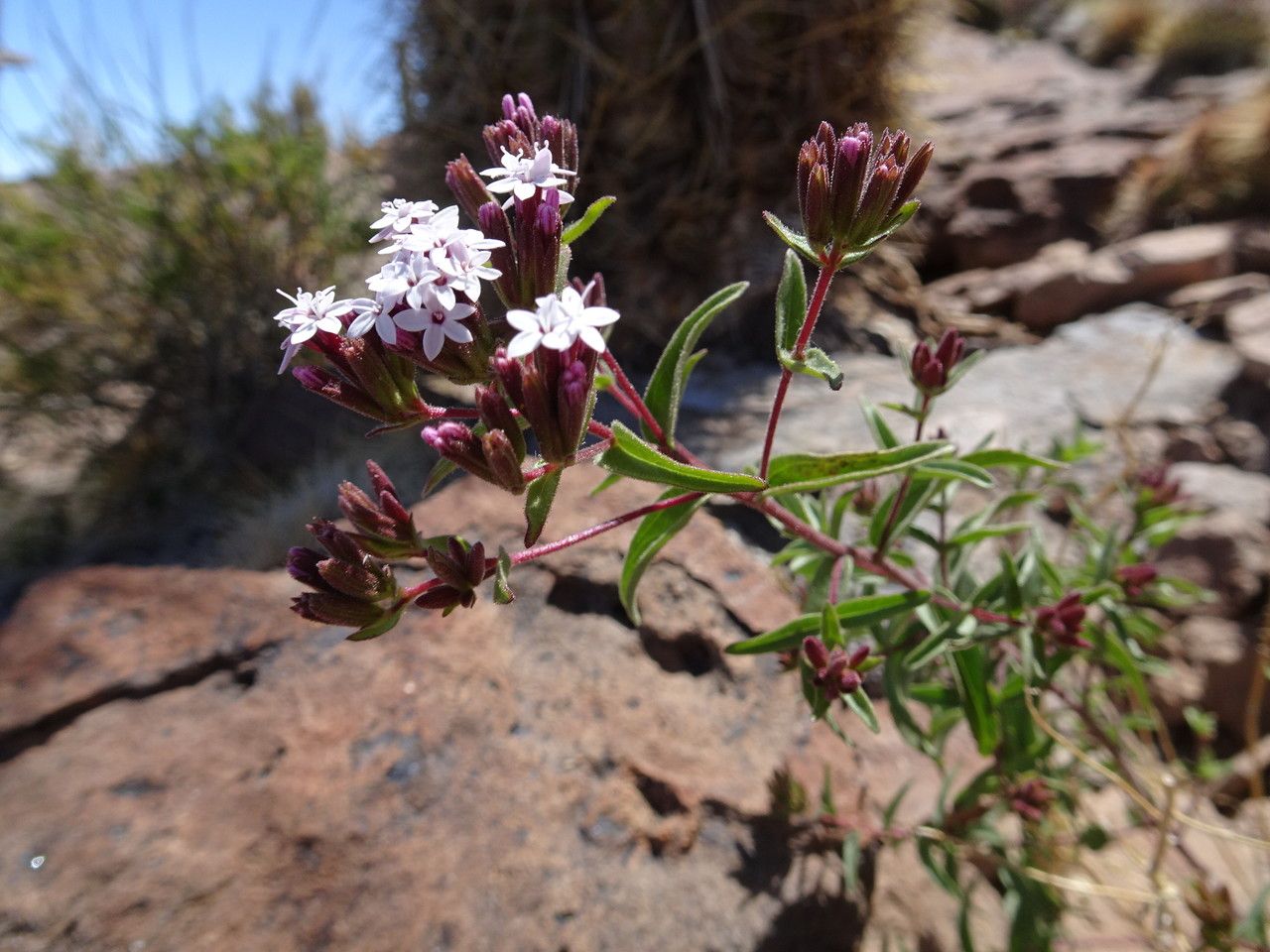 Stevia chamaedrys flower